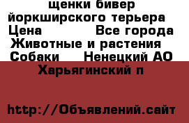 щенки бивер йоркширского терьера › Цена ­ 8 000 - Все города Животные и растения » Собаки   . Ненецкий АО,Харьягинский п.
